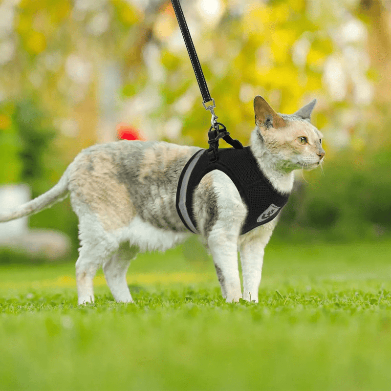 Stylish and Reliable Cat Harness